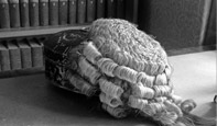 Barrister’s Wig